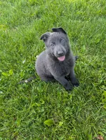 Green collar , a female German Shepherd Dog for sale in Big Prairie, OH – 1 of 2