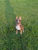 Rusty , a male German Shepherd Dog for sale in Big Prairie, OH – 2 of 2