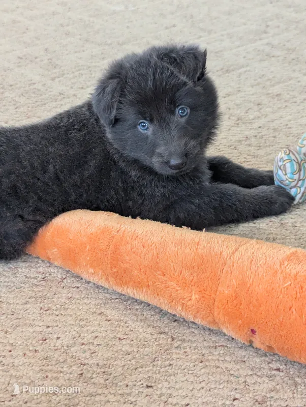 Purple collar  – German Shepherd Dog puppy for sale in Big Prairie, OH