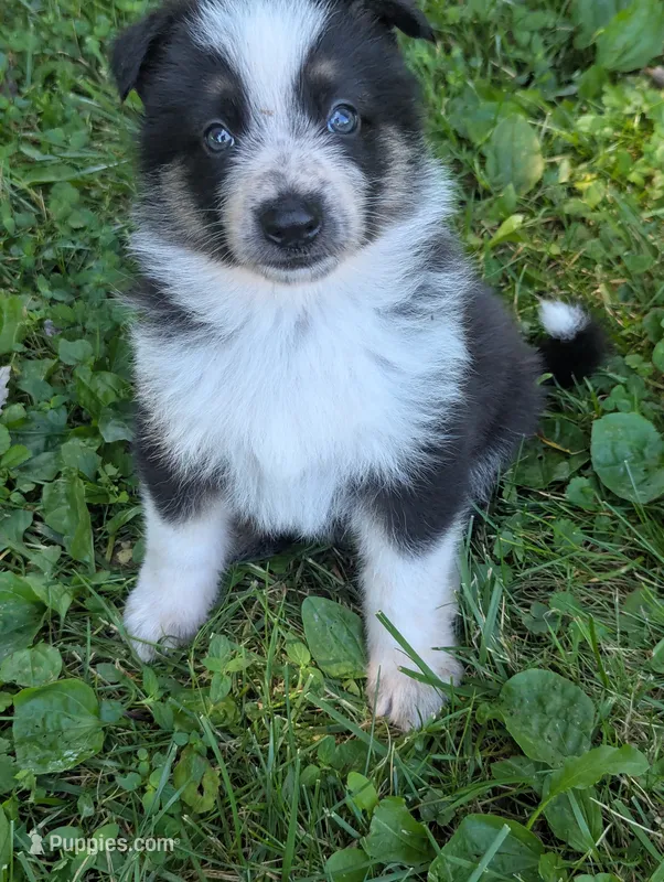 Daisy  – German Shepherd Dog puppy for sale in Big Prairie, OH