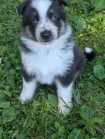 Daisy , a female German Shepherd Dog for sale in Big Prairie, OH – 1 of 6