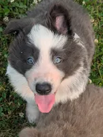 Blu, a male German Shepherd Dog for sale in Big Prairie, OH – 2 of 3