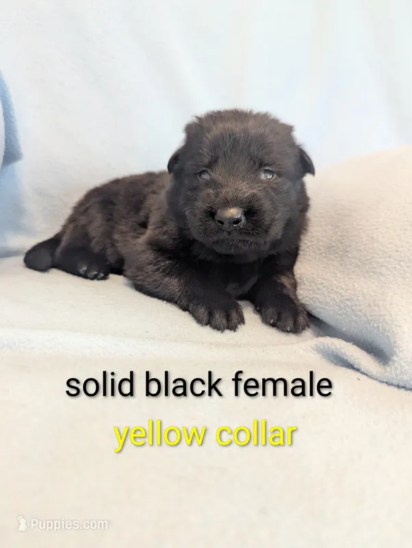 Yellow collar  – German Shepherd Dog puppy for sale in Big Prairie, OH