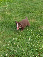 Rusty , a male German Shepherd Dog for sale in Big Prairie, OH – 2 of 3