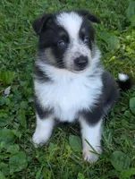 Daisy , a female German Shepherd Dog for sale in Big Prairie, OH – 4 of 6