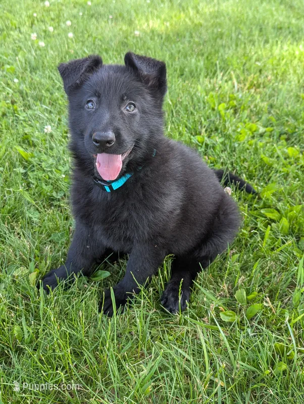 Teal collar  – German Shepherd Dog puppy for sale in Big Prairie, OH
