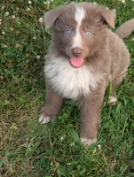 Fluffy , a male German Shepherd Dog for sale in Big Prairie, OH – 2 of 2