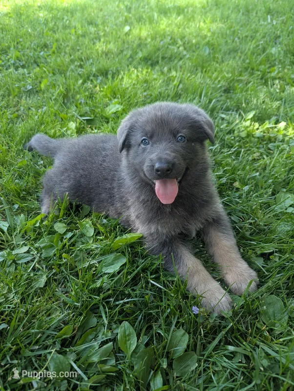 White collar  – German Shepherd Dog puppy for sale in Big Prairie, OH