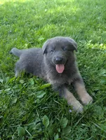 White collar , a female German Shepherd Dog for sale in Big Prairie, OH – 1 of 1