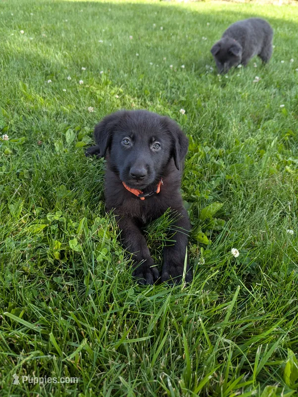 Orange collar  – German Shepherd Dog puppy for sale in Big Prairie, OH