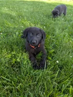 Orange collar , a female German Shepherd Dog for sale in Big Prairie, OH – 1 of 2