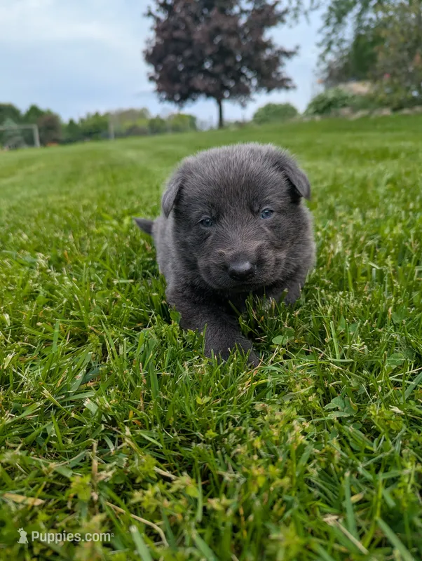 Purple collar  – German Shepherd Dog puppy for sale in Big Prairie, OH
