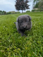 Purple collar , a female German Shepherd Dog for sale in Big Prairie, OH – 1 of 1