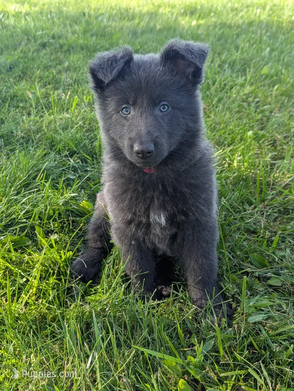 Purple collar  – German Shepherd Dog puppy for sale in Big Prairie, OH