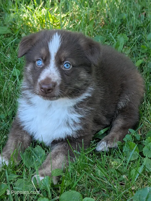 Rusty  – German Shepherd Dog puppy for sale in Big Prairie, OH