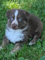 Rusty , a male German Shepherd Dog for sale in Big Prairie, OH – 1 of 3
