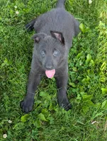 Green collar , a female German Shepherd Dog for sale in Big Prairie, OH – 2 of 2