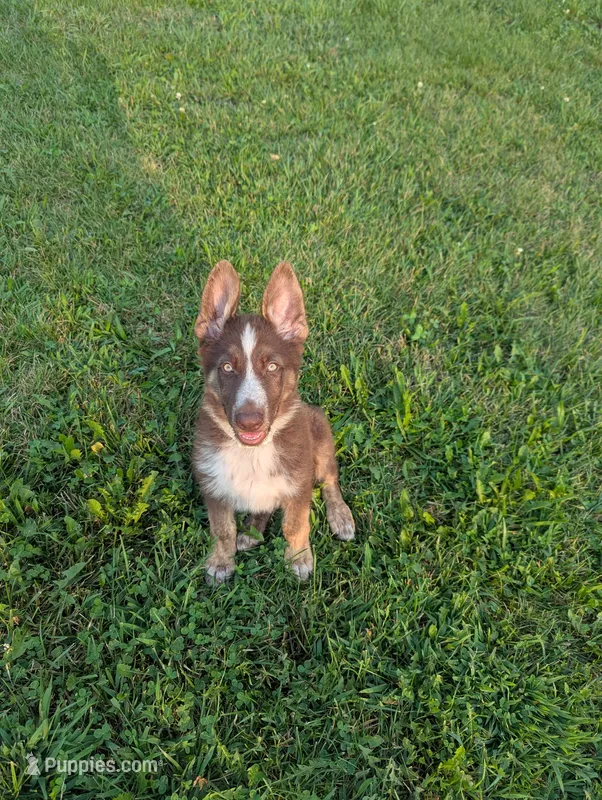 Rusty  – German Shepherd Dog puppy for sale in Big Prairie, OH