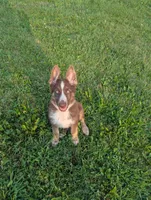 Rusty , a male German Shepherd Dog for sale in Big Prairie, OH – 1 of 2