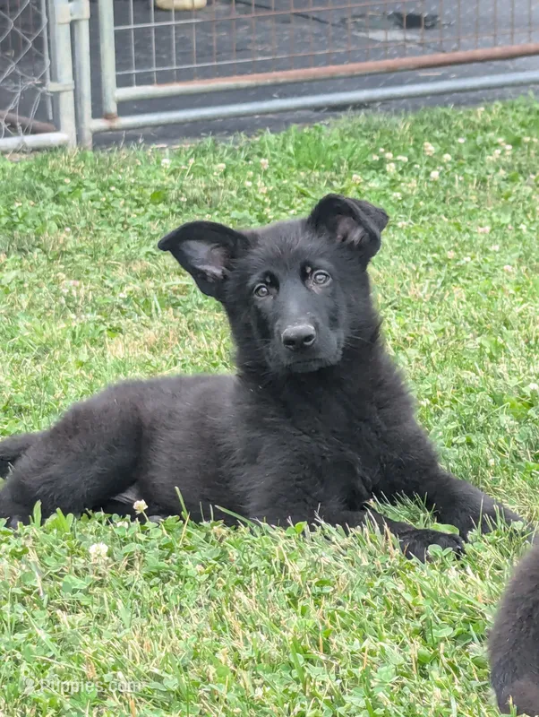 Teal collar  – German Shepherd Dog puppy for sale in Big Prairie, OH