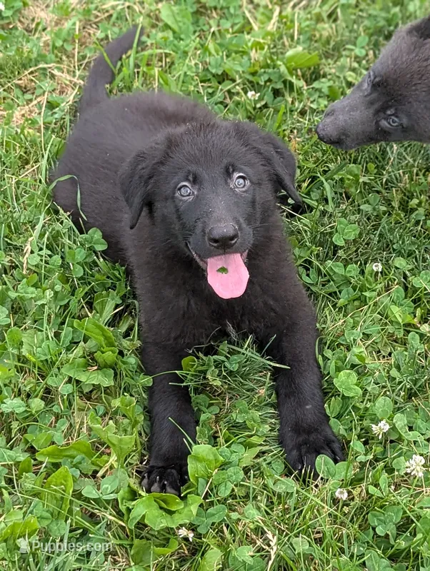 Orange collar  – German Shepherd Dog puppy for sale in Big Prairie, OH