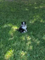 Daisy , a female German Shepherd Dog for sale in Big Prairie, OH – 2 of 6