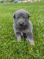 White collar , a female German Shepherd Dog for sale in Big Prairie, OH – 1 of 1