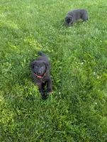 Orange collar , a female German Shepherd Dog for sale in Big Prairie, OH – 2 of 2