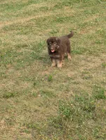 Cookie, a female German Shepherd Dog for sale in Big Prairie, OH – 2 of 3
