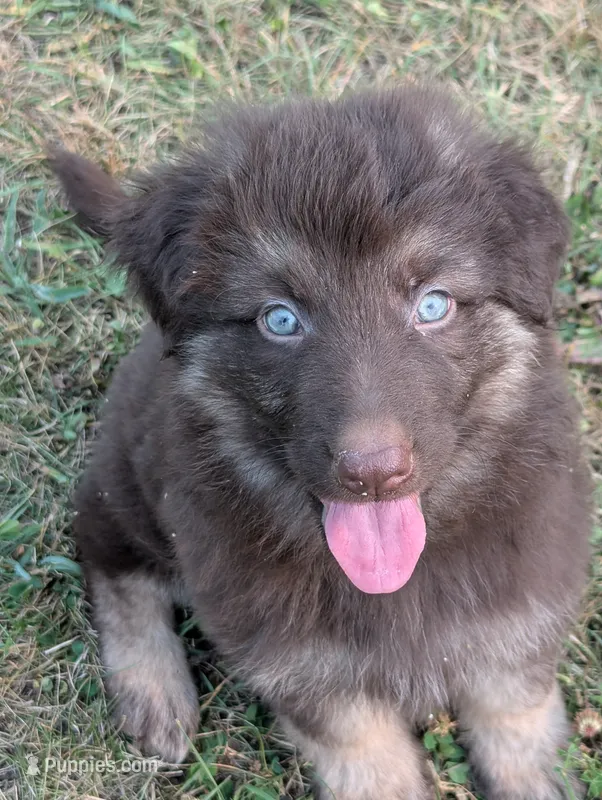 Cookie – German Shepherd Dog puppy for sale in Big Prairie, OH
