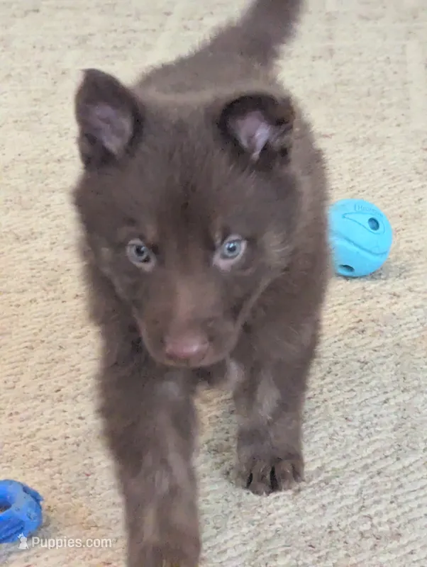 Red collar  – German Shepherd Dog puppy for sale in Big Prairie, OH