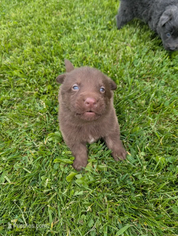 Red collar  – German Shepherd Dog puppy for sale in Big Prairie, OH