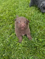 Red collar , a male German Shepherd Dog for sale in Big Prairie, OH – 1 of 1