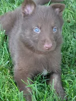 Red collar , a male German Shepherd Dog for sale in Big Prairie, OH – 3 of 3
