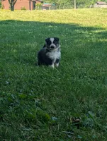 Daisy , a female German Shepherd Dog for sale in Big Prairie, OH – 3 of 6