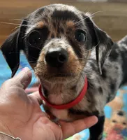 Tiny nugget, a male Miniature Dachshund for sale in Bumpass, VA – 4 of 9