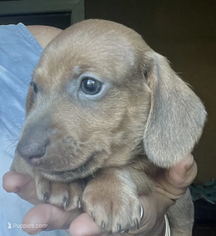 Bogey (blue shaded) – Miniature Dachshund puppy for sale in Bumpass, VA