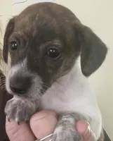 Tiny luna(brindle piebald), a female Miniature Dachshund for sale in Bumpass, VA – 6 of 8