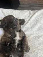 Oscar (brindle), a male Miniature Dachshund for sale in Bumpass, VA – Photo 2 of 7