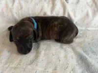 Oscar (brindle), a male Miniature Dachshund for sale in Bumpass, VA – Photo 4 of 7