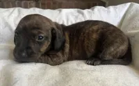 Oscar (brindle), a male Miniature Dachshund for sale in Bumpass, VA – Photo 1 of 7