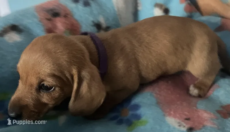 Little ruby – Miniature Dachshund puppy for sale in Bumpass, VA