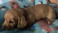 Little ruby ( on hold), a female Miniature Dachshund for sale in Bumpass, VA – 1 of 7