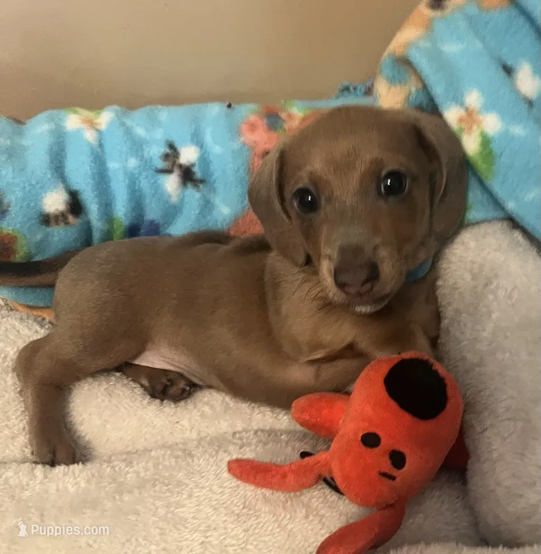Bogey (blue shaded) – Miniature Dachshund puppy for sale in Bumpass, VA