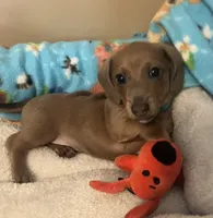 Bogey (blue shaded), a male Miniature Dachshund for sale in Bumpass, VA – 1 of 10