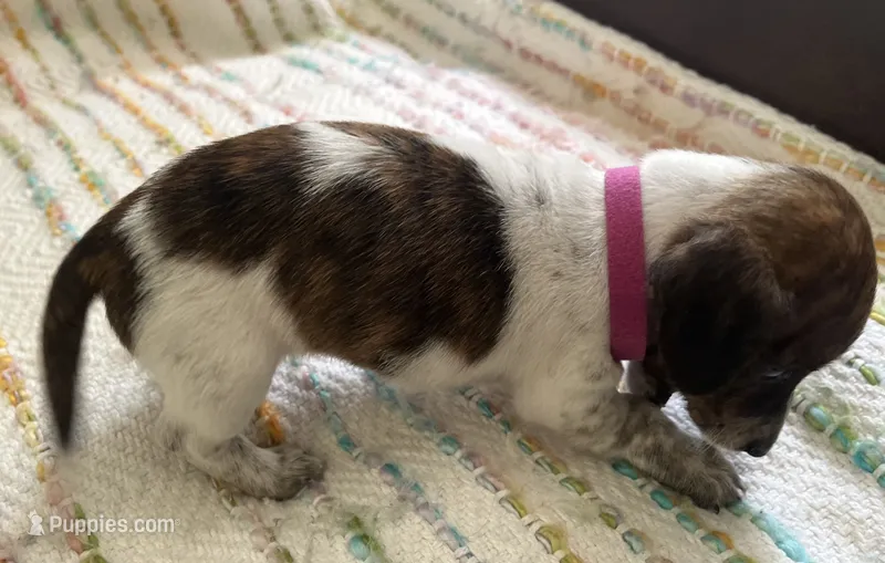 Tiny luna(brindle piebald) – Miniature Dachshund puppy for sale in Bumpass, VA