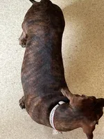 Tweeny(beautiful brindle), a female Miniature Dachshund for sale in Bumpass, VA – 3 of 8