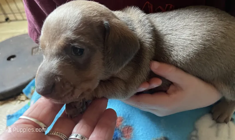 Bogey (blue shaded) – Miniature Dachshund puppy for sale in Bumpass, VA