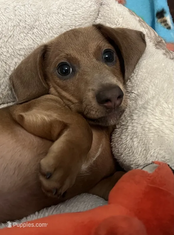 Bogey (blue shaded) – Miniature Dachshund puppy for sale in Bumpass, VA