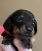 Colby, a male Miniature Dachshund for sale in Bumpass, VA – Photo 2 of 8